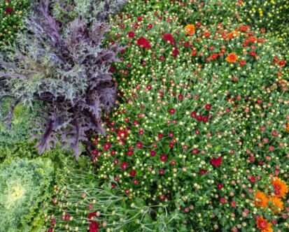 Best Fall Annual Flowers: Add Color to Your Garden This Season