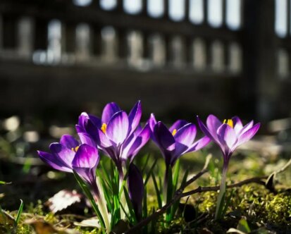 Fall Bulb Planting Guide