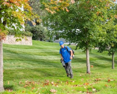 Best Trees to Plant in Fall for New England Yards