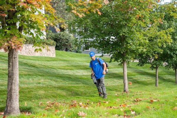 Best Trees to Plant in Fall for New England Yards